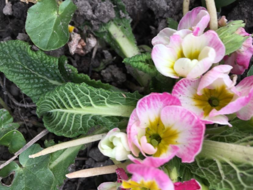 18.03 - Primule 2018