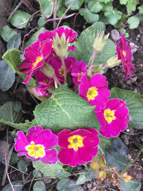 15996332-881D-47D2-BEC2-2C15C4C54C04 - Primule 2018