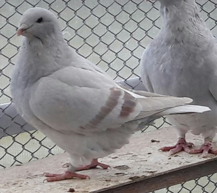 F 2017 Xena ! - Top ten 2018