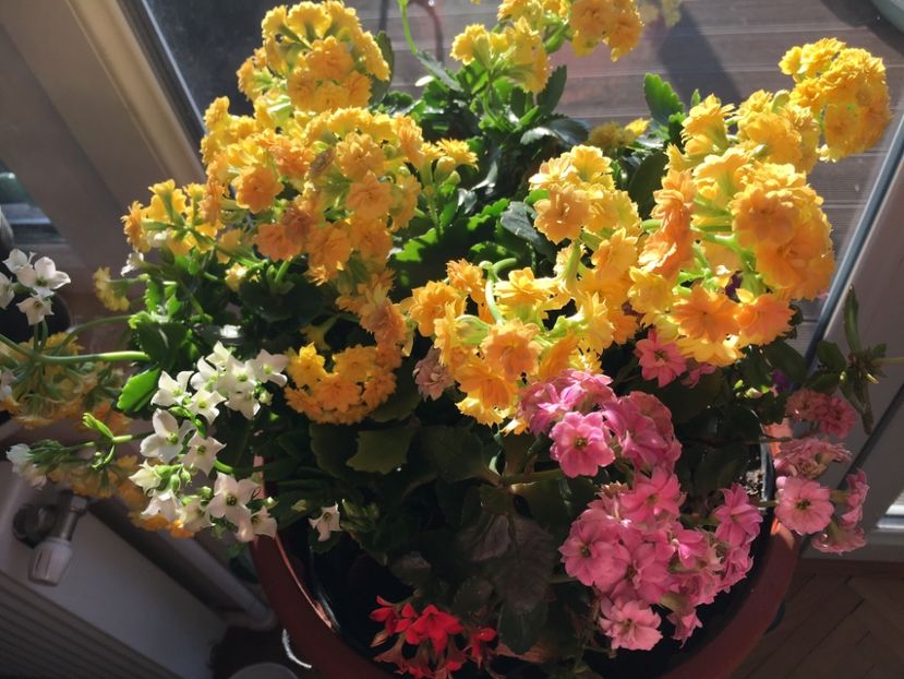 17.03 - Kalanchoe 2018