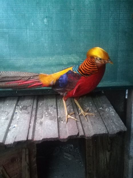  - Fazani auriu pe rosu