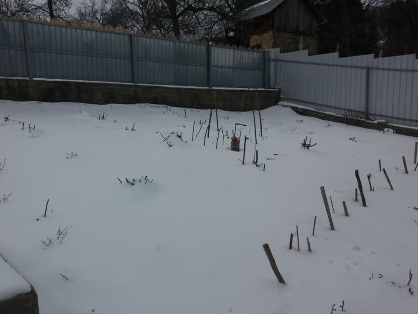  - Primavara lui 2018 in gradina mea