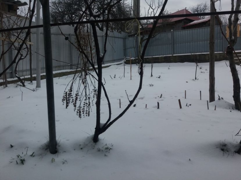  - Primavara lui 2018 in gradina mea