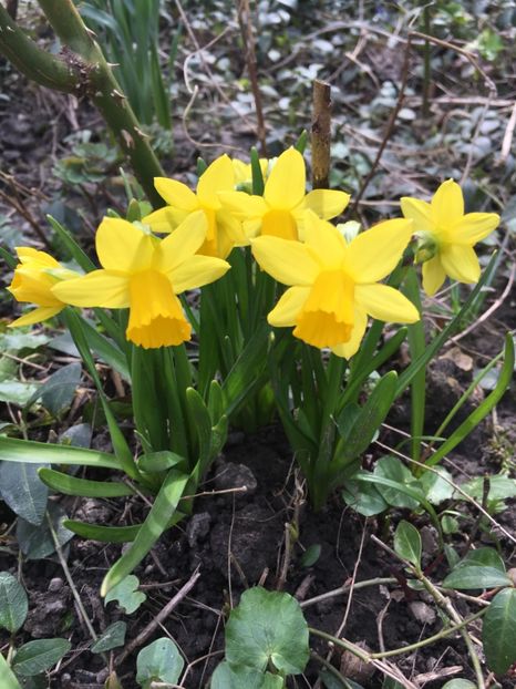 19.03 - Narcise 2018 24 25