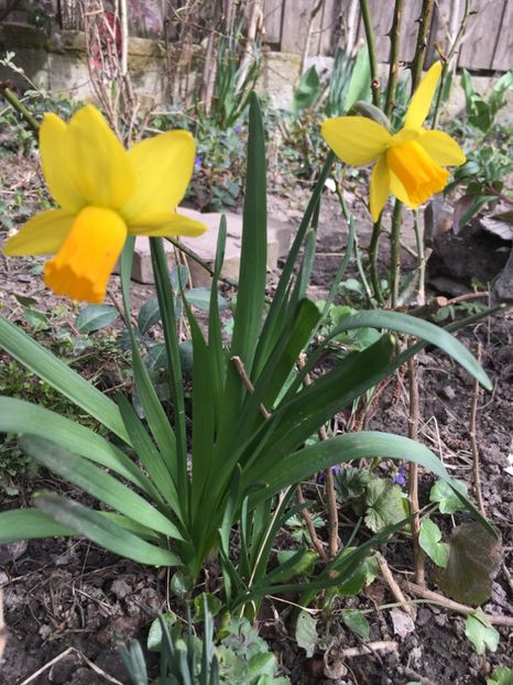 18.03 - Narcise 2018 24 25