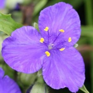 tradescantia-andersoniana-disponibila - Disponibil 2018