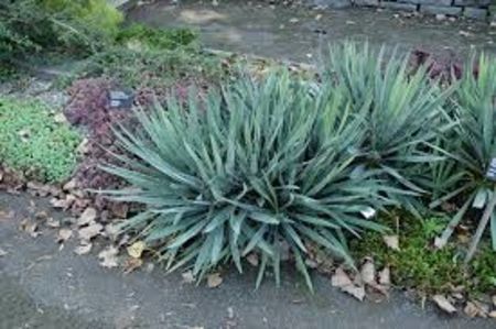 Yucca filamentosa-disponibila - Disponibil 2018