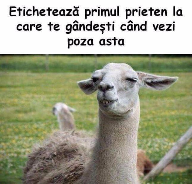  - Poze 1