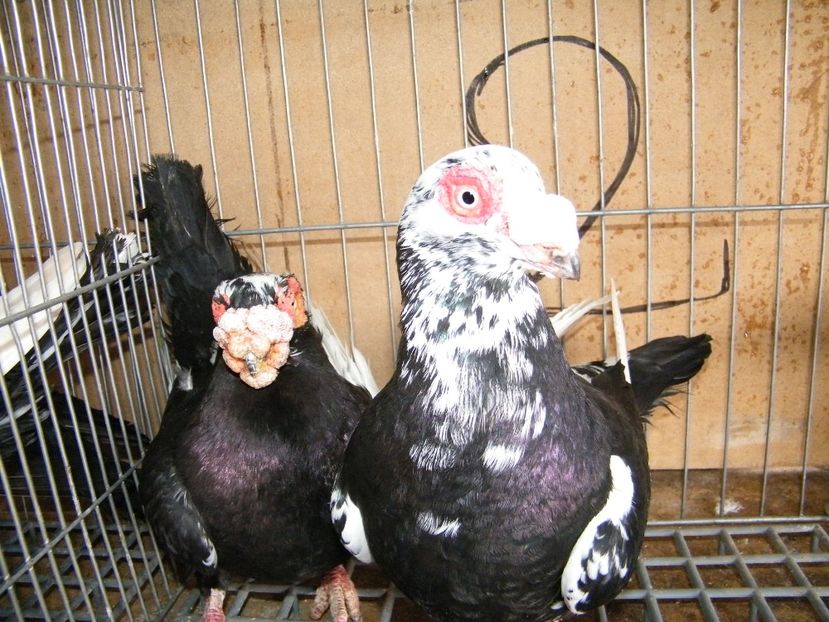  - Caranculati si berberi 2018