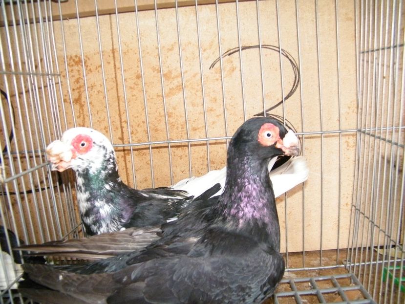  - Caranculati si berberi 2018