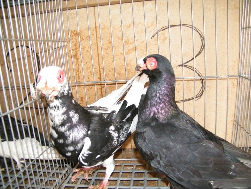  - Caranculati si berberi 2018