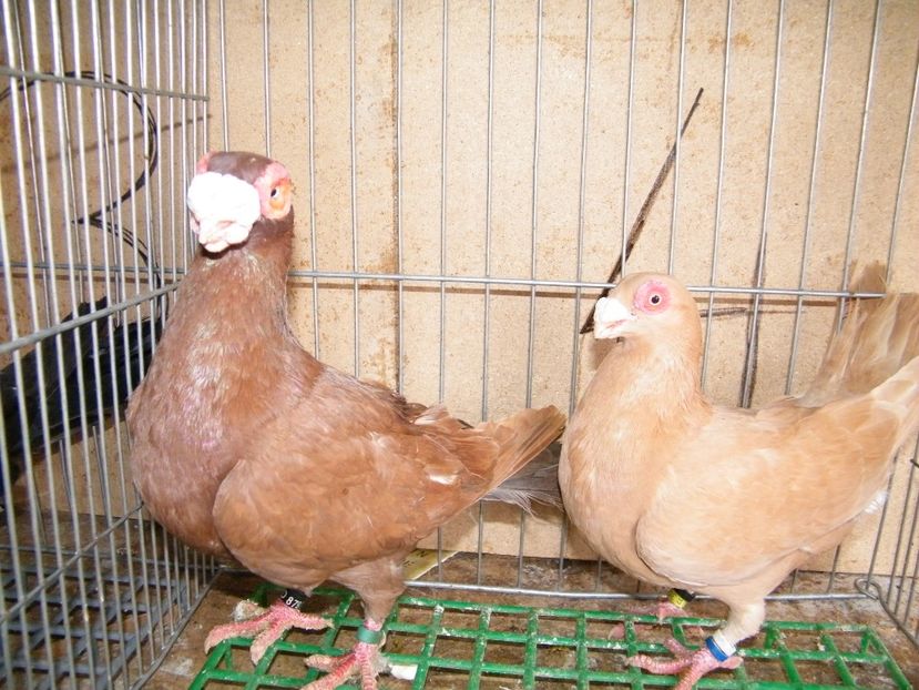  - Caranculati si berberi 2018