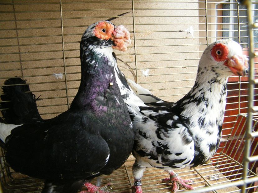  - Caranculati si berberi 2018