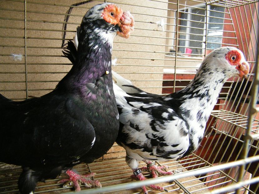  - Caranculati si berberi 2018