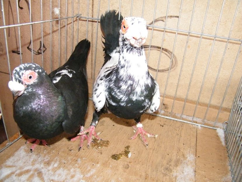  - Caranculati si berberi 2018