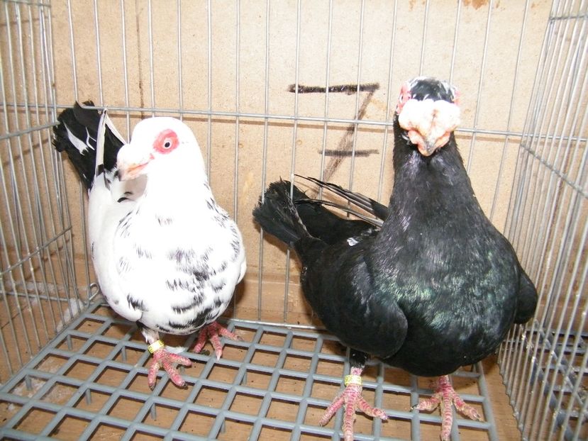  - Caranculati si berberi 2018