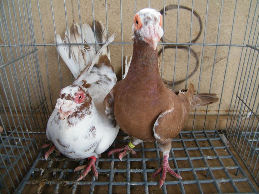  - Caranculati si berberi 2018