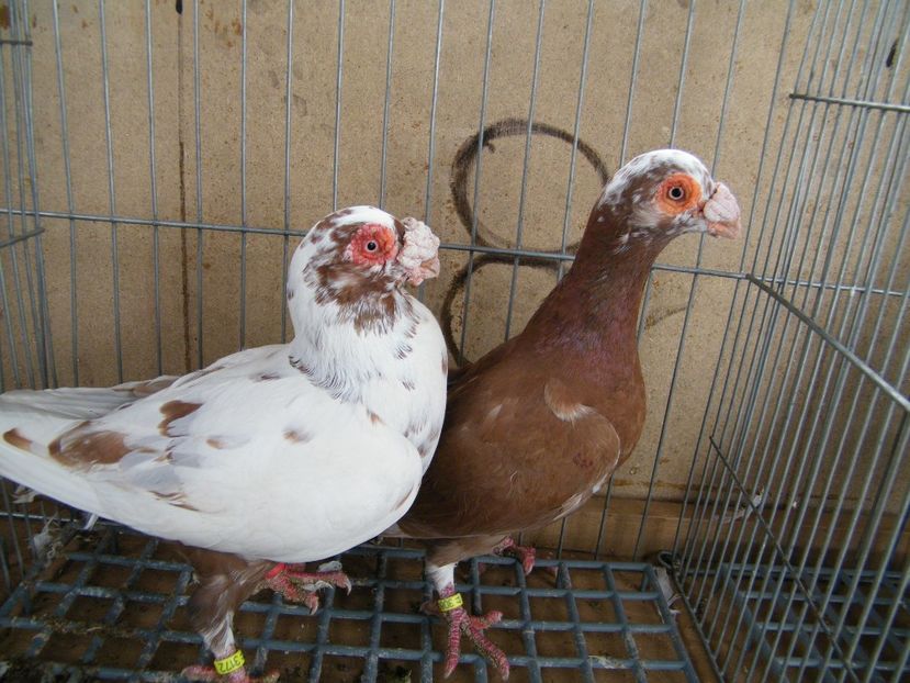  - Caranculati si berberi 2018