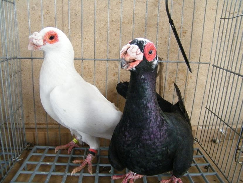  - Caranculati si berberi 2018