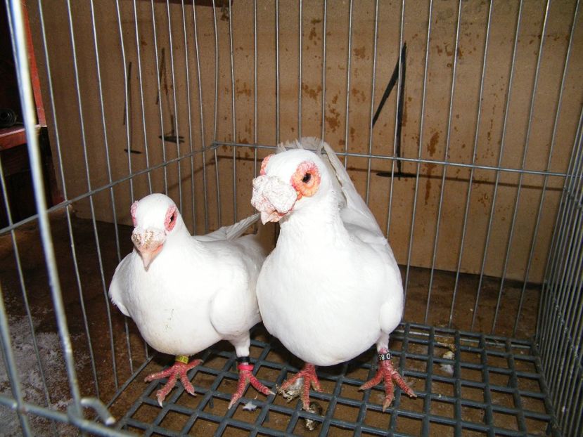  - Caranculati si berberi 2018