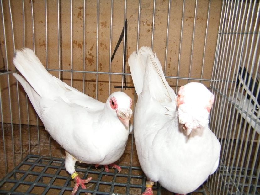  - Caranculati si berberi 2018