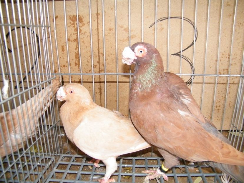  - Caranculati si berberi 2018