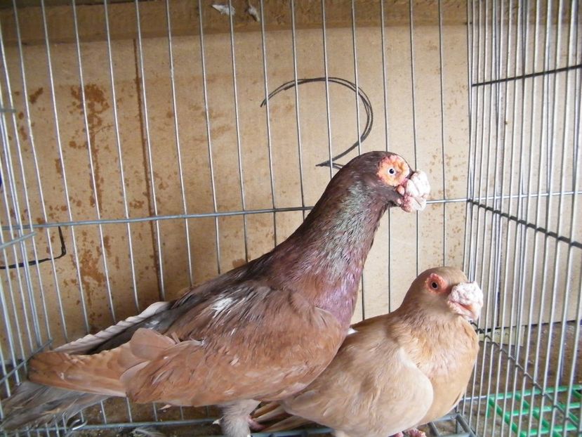  - Caranculati si berberi 2018