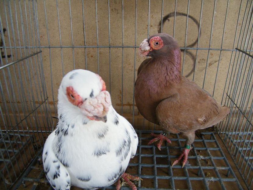  - Caranculati si berberi 2018