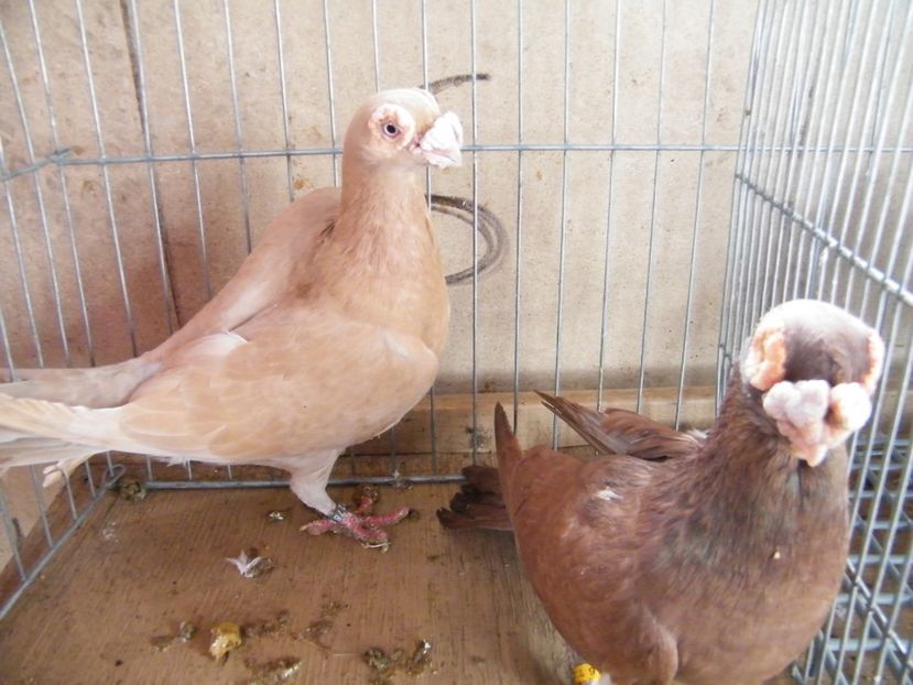  - Caranculati si berberi 2018