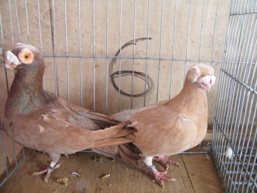  - Caranculati si berberi 2018