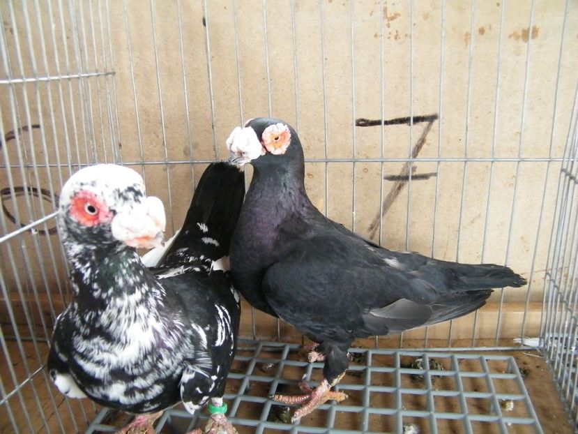  - Caranculati si berberi 2018