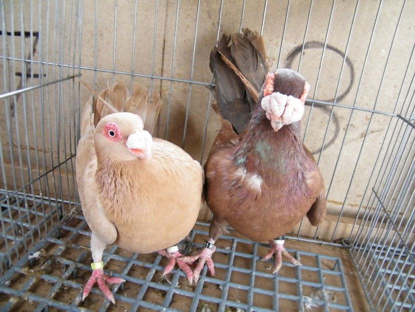  - Caranculati si berberi 2018