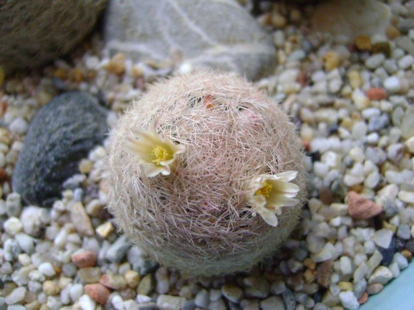 Mammillaria lasiacantha - Cactusi 2018
