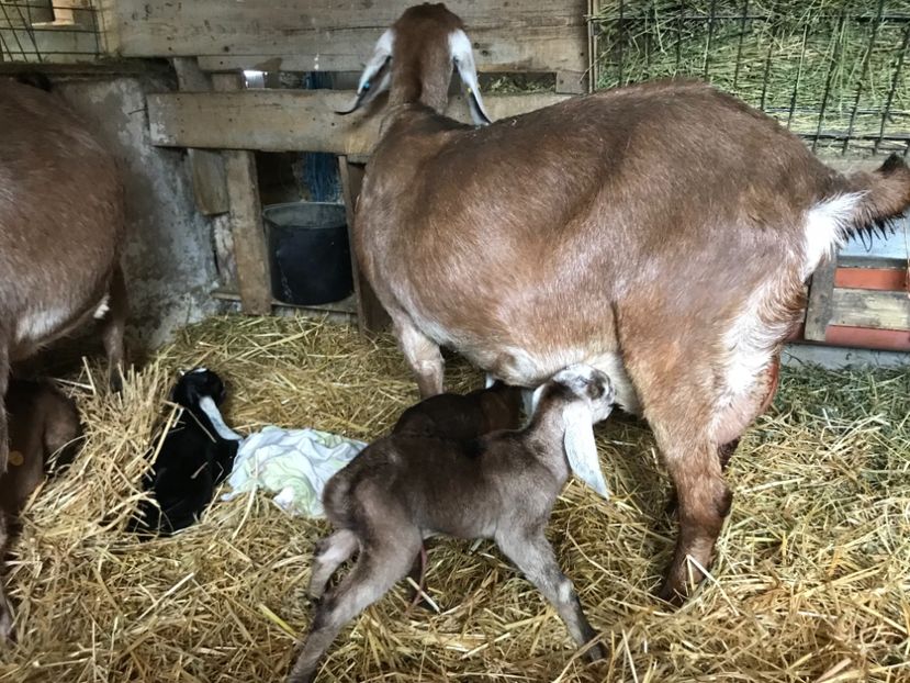 FF0C199B-4CE2-45C8-BD14-B55CC06CB482 - Iezi anglo 2018