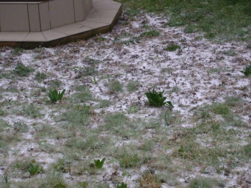 19 mart. 2018 - Lalele degerate - v Iarna 2016-2017-2018