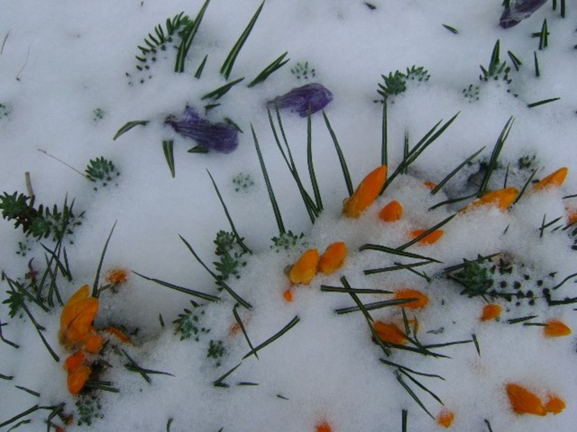 19 mart. 2018 - Crocusi degerati - v Iarna 2016-2017-2018