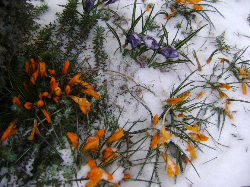 19 mart. 2018 - Crocusi degerati - v Iarna 2016-2017-2018