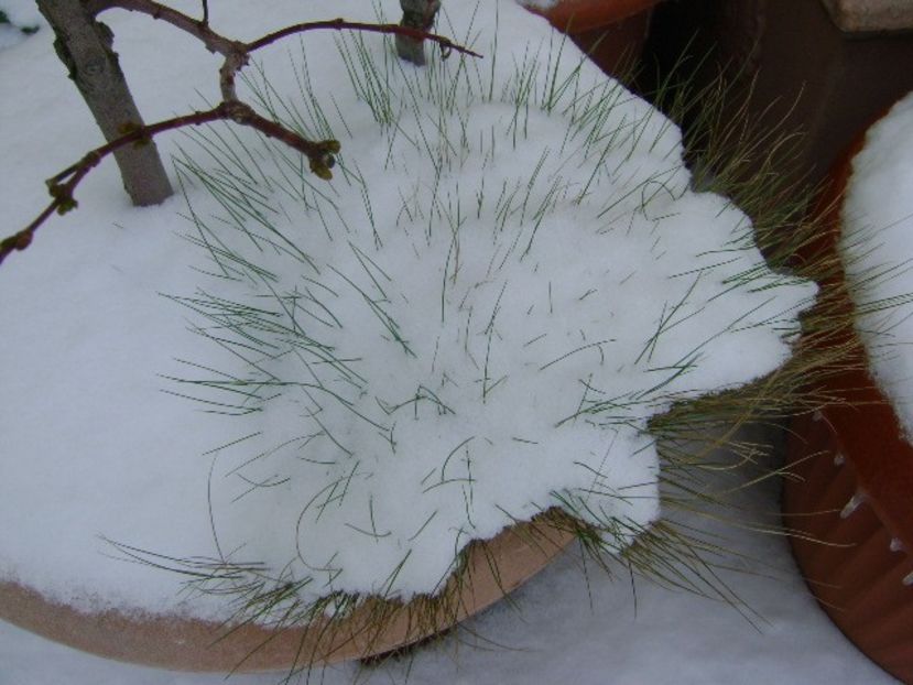 19 mart. 2018 - Minus 5 grade - v Iarna 2016-2017-2018