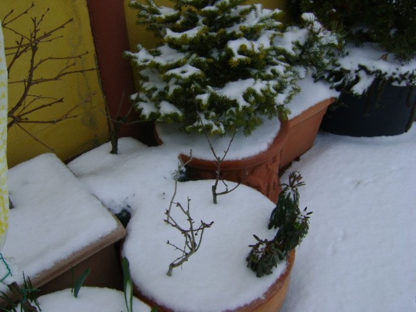 19 mart. 2018 - Minus 5 grade - v Iarna 2016-2017-2018