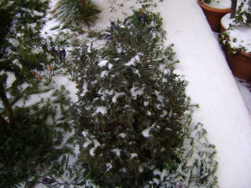 19 mart. 2018 - Crocusi degerati - v Iarna 2016-2017-2018