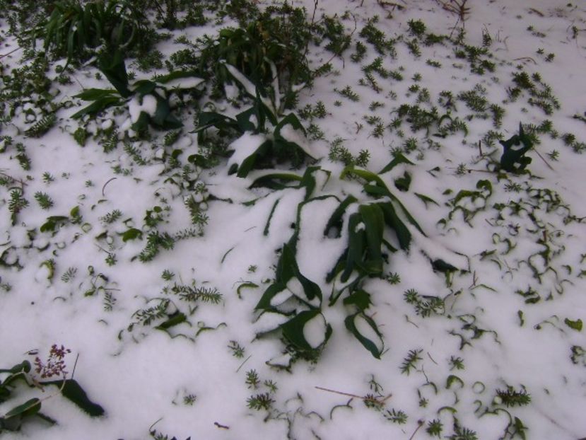 19 mart. 2018 - Lalele degerate - v Iarna 2016-2017-2018