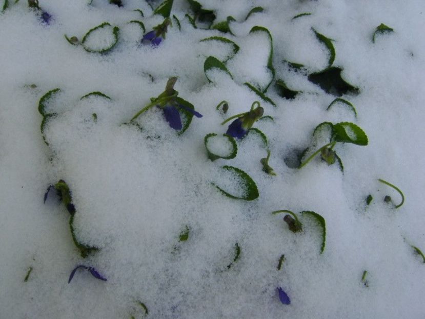 19 mart. 2018 - Viorele degerate - v Iarna 2016-2017-2018