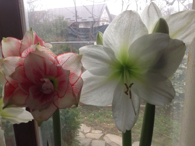 Elvas si Antartica - Amaryllis 2018