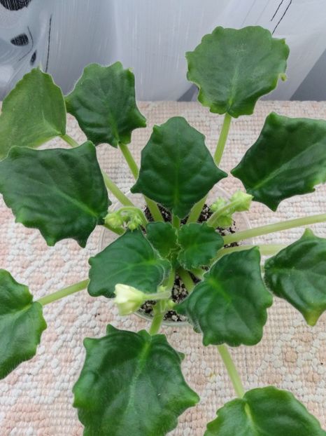 19 mar - Golden Autumn