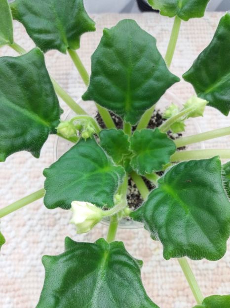 19 mar - Golden Autumn