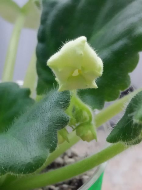 19 mar - Golden Autumn