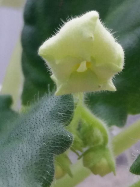 19 mar - Golden Autumn