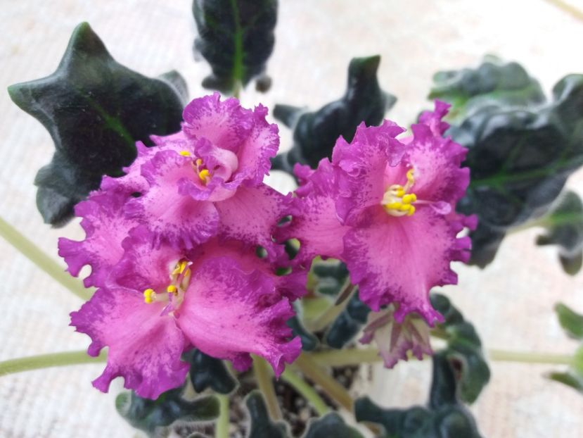 19 mar - ZZ RS Grafinya de Monsoro