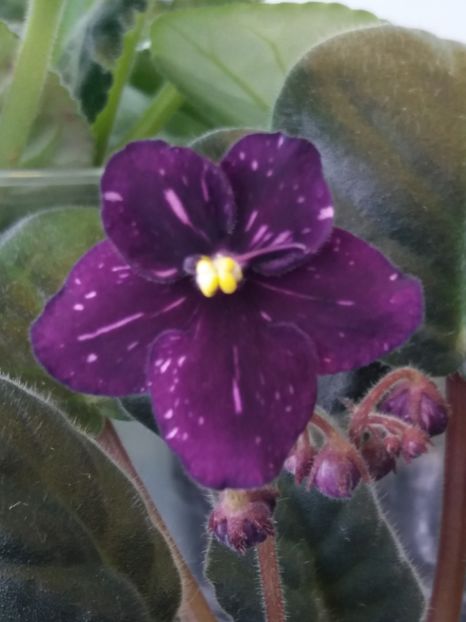 19 mar - ZZ Fisher s Leone