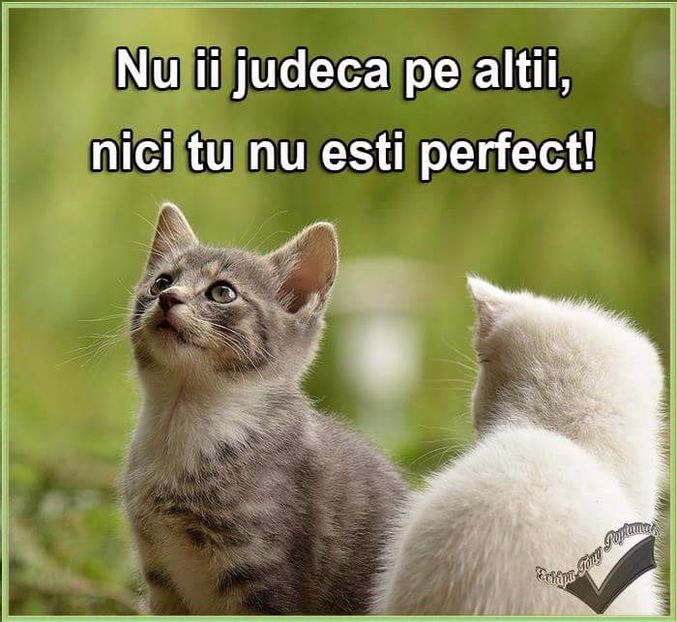  - Poze 1
